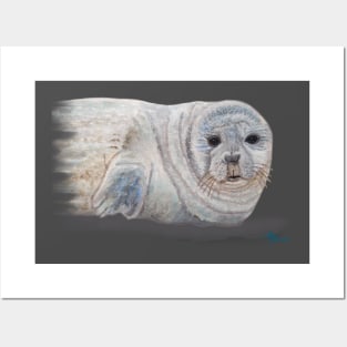 Snowy Seal Posters and Art
